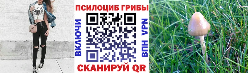 Галлюциногенные грибы Magic Shrooms  Красный Сулин 